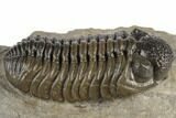 Adrisiops Weugi Trilobite - Excellent Specimen #195779-2